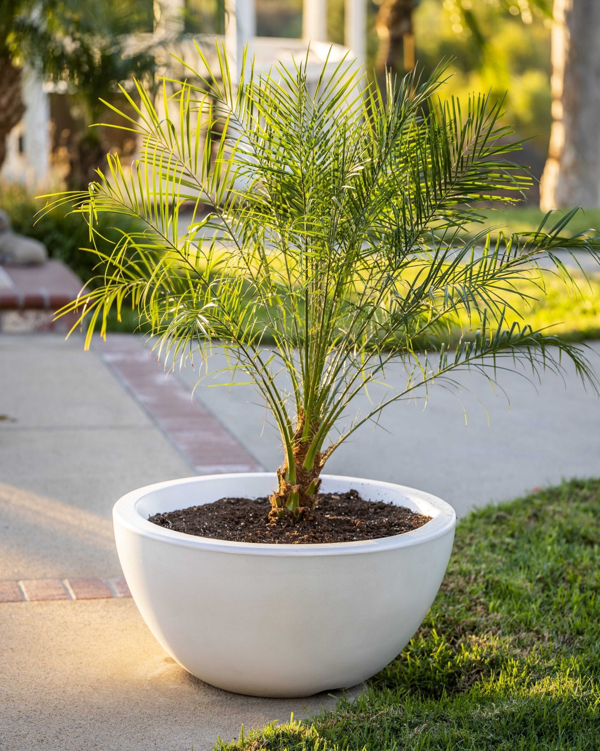 The Outdoor Plus Planter Bowl The Outdoor Plus Luna Planter Bowl | GFCR Concrete